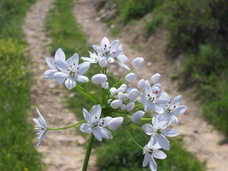 Nothoscordum borbonicum